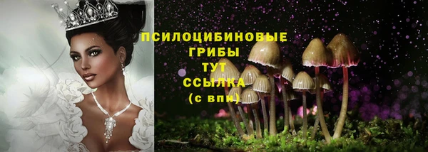 дмт Богданович